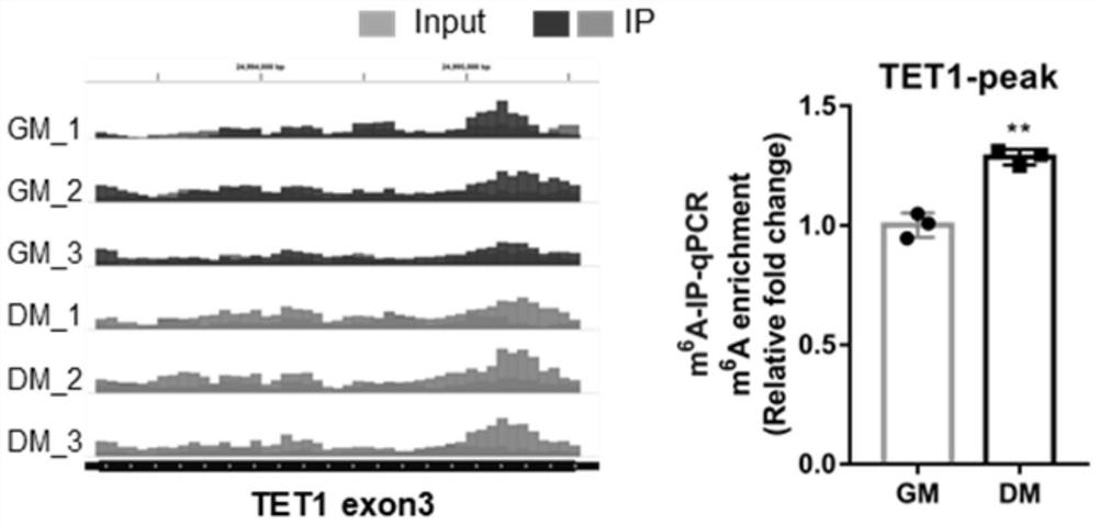 Interaction identification and application of bovine skeletal muscle differentiation related DNA methylase TET1 and m6A methylase METTL3