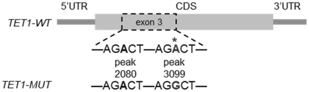 Interaction identification and application of bovine skeletal muscle differentiation related DNA methylase TET1 and m6A methylase METTL3