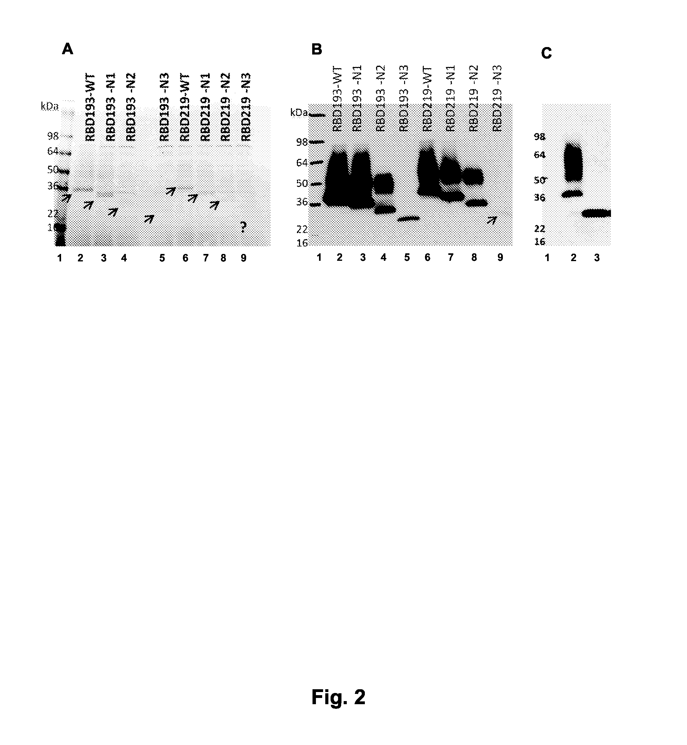 A novel sars immunogenic composition