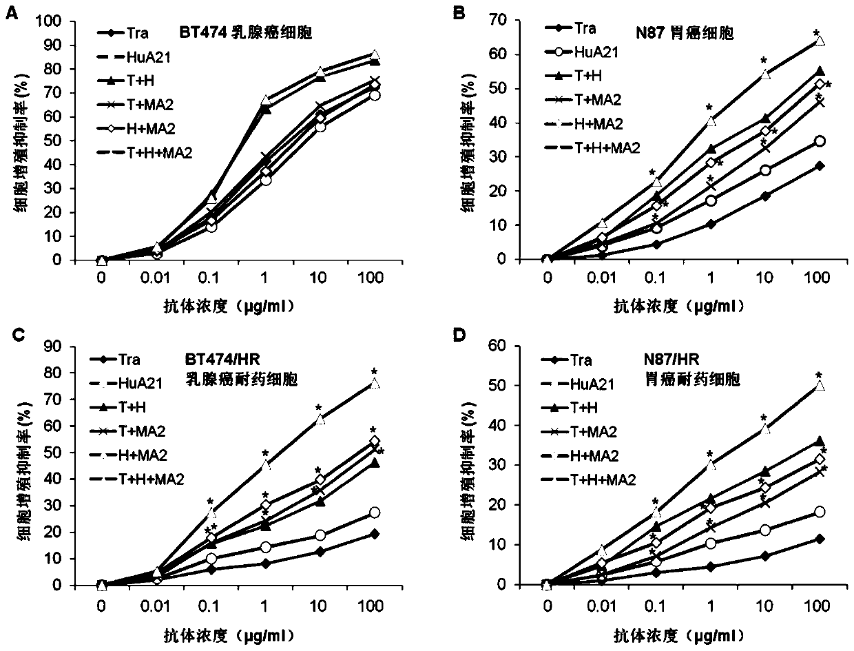 Pharmaceutical composition for synergistically enhancing anti-HER2 positive tumor effect