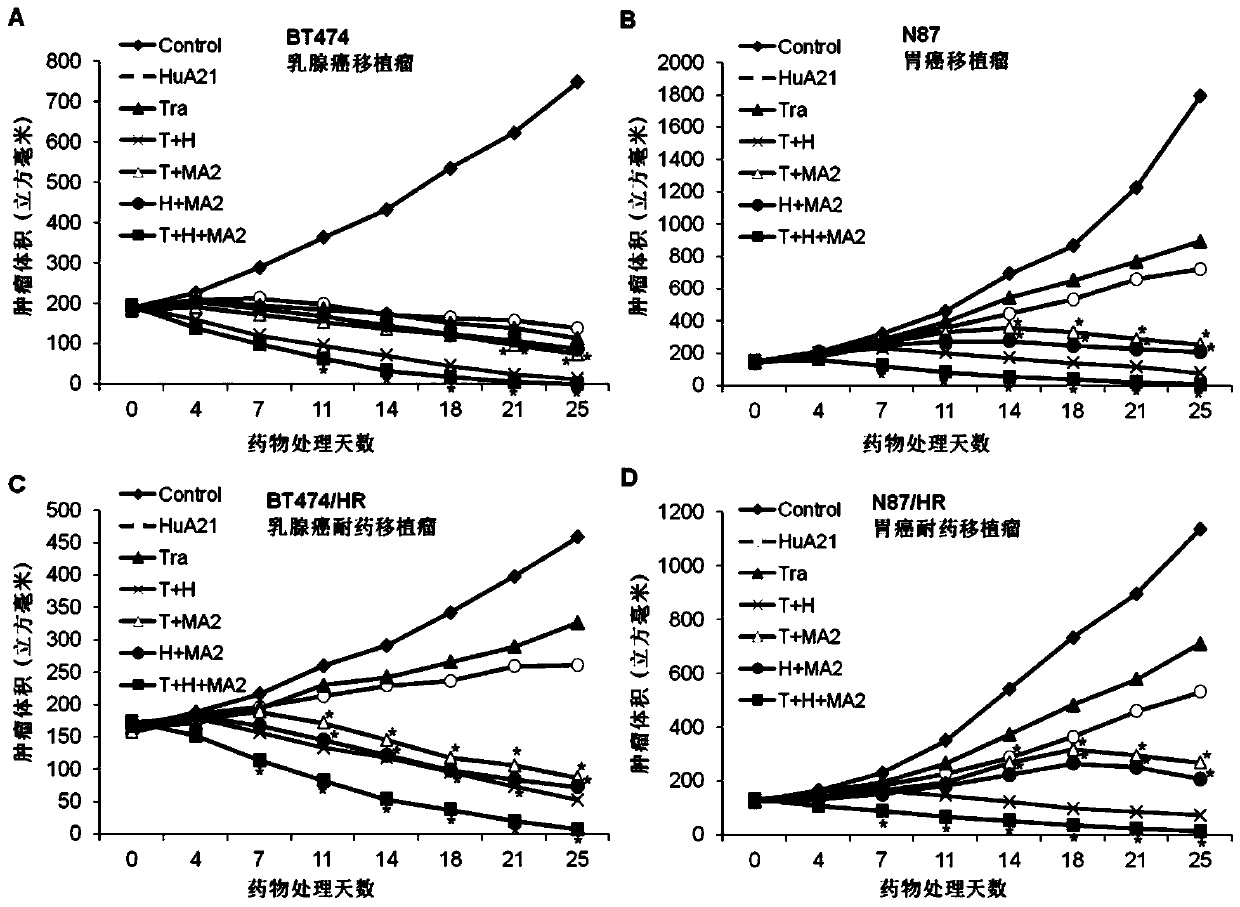 Pharmaceutical composition for synergistically enhancing anti-HER2 positive tumor effect