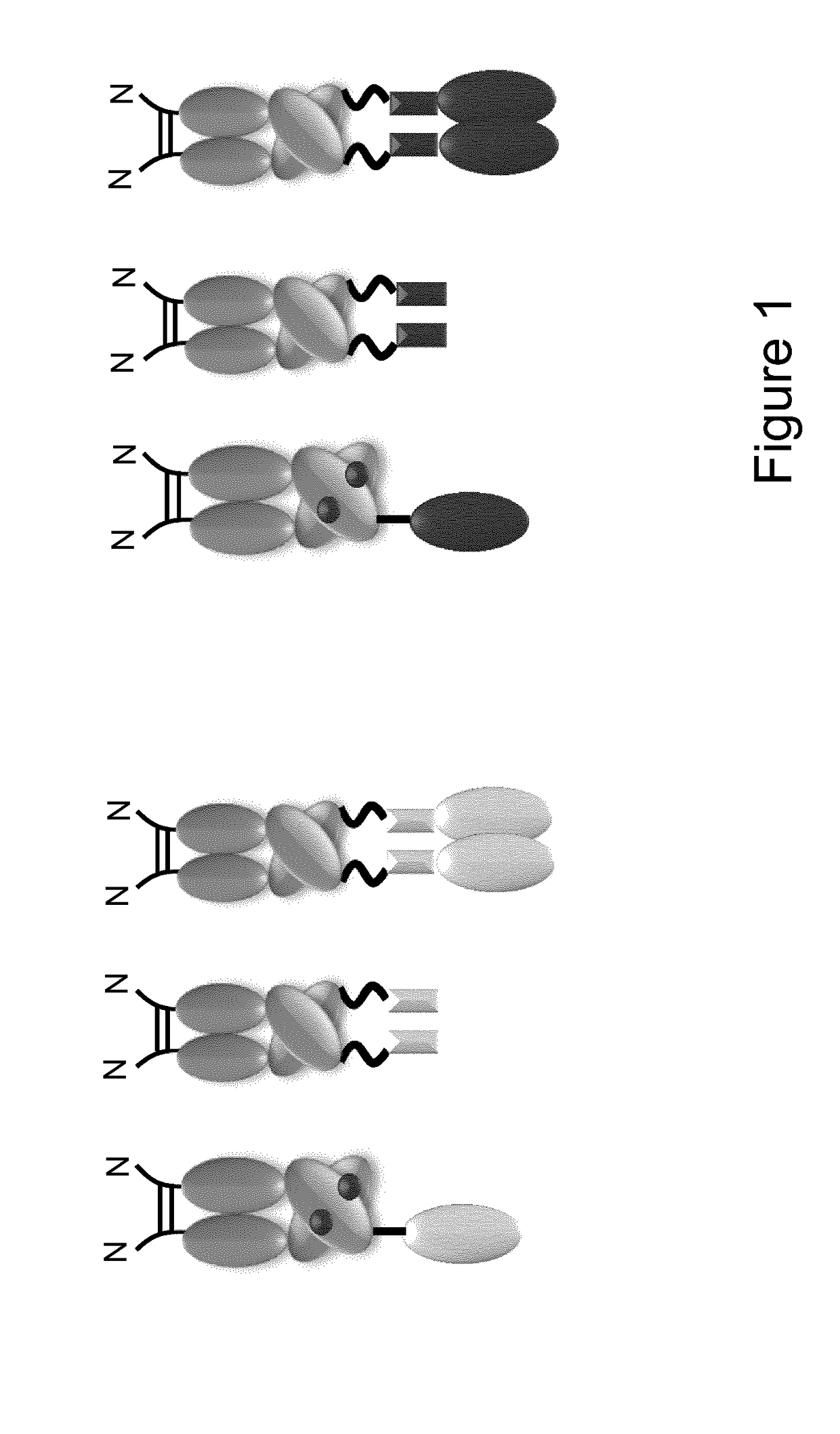 ASGPR antibodies and uses thereof