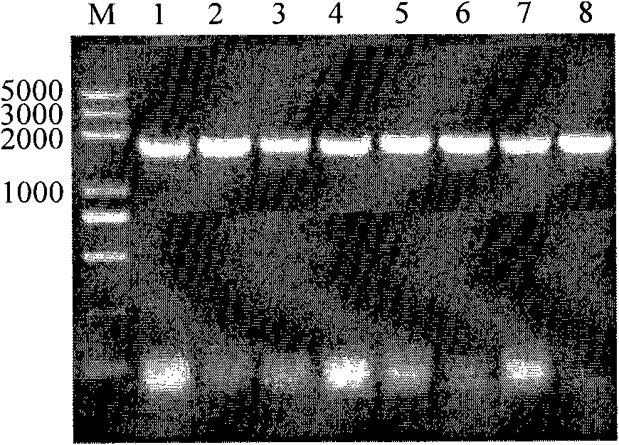 Alpha-galactosidase and expression and purification method thereof