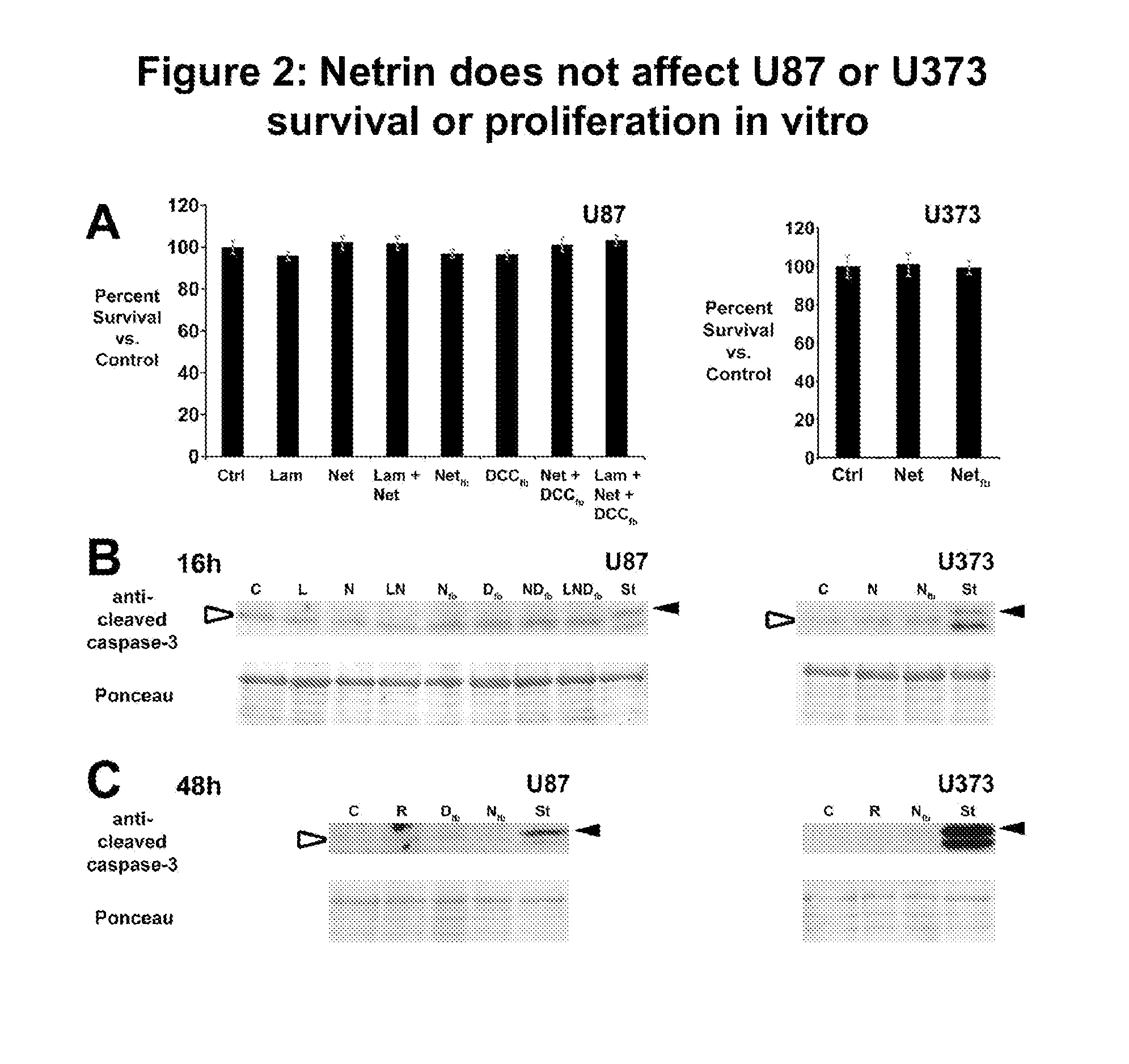 Novel netrin derivatives and uses thereof