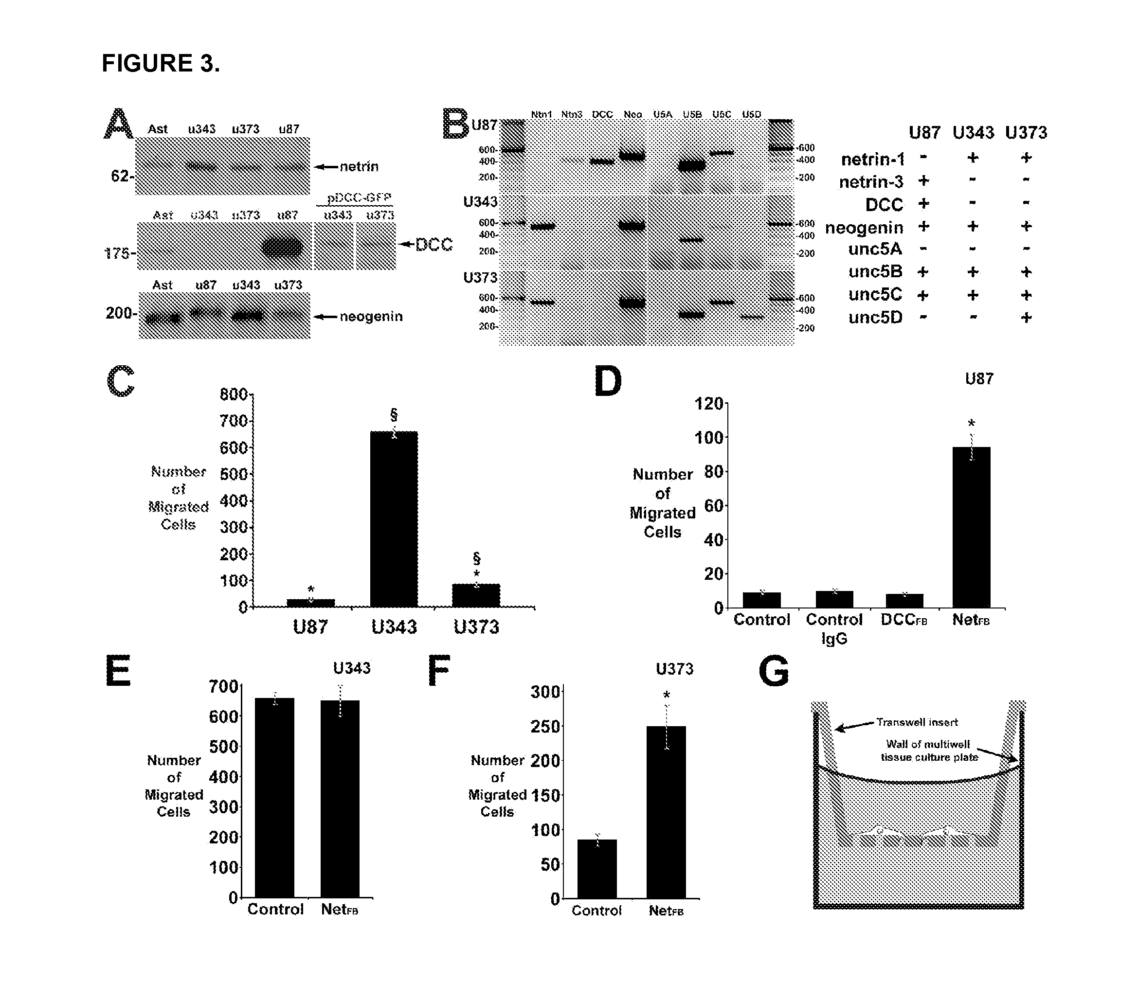 Novel netrin derivatives and uses thereof