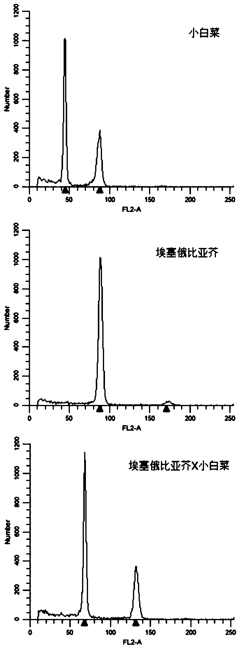 Molecular marker and method for identifying interspecific hybrids between Chinese cabbages and Brassica carinata and tracking segregation of A02 chromosomes and C02 chromosomes in offspring materials of interspecific hybrids