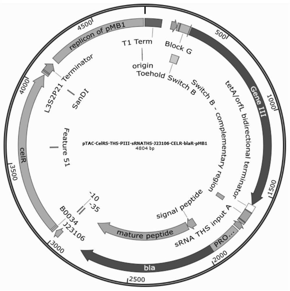 Phage-assisted cellooligosaccharide transporter continuous directed evolution system and method