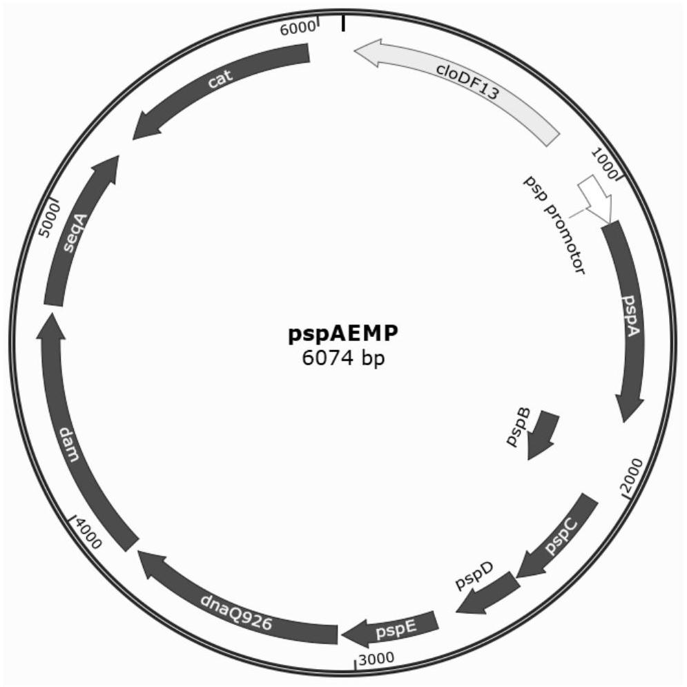 Phage-assisted cellooligosaccharide transporter continuous directed evolution system and method