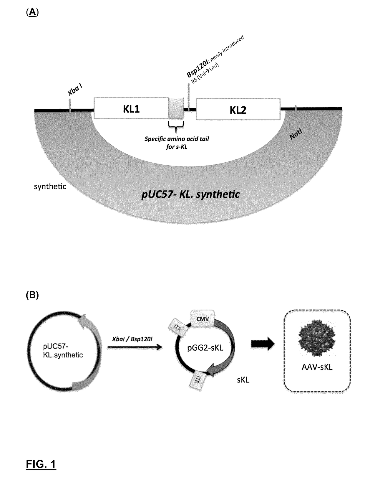 Secreted splicing variant of mammal klotho as a medicament for cognition and behaviour impairments