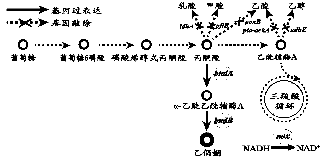 Near infrared light control dynamic regulation system and application thereof