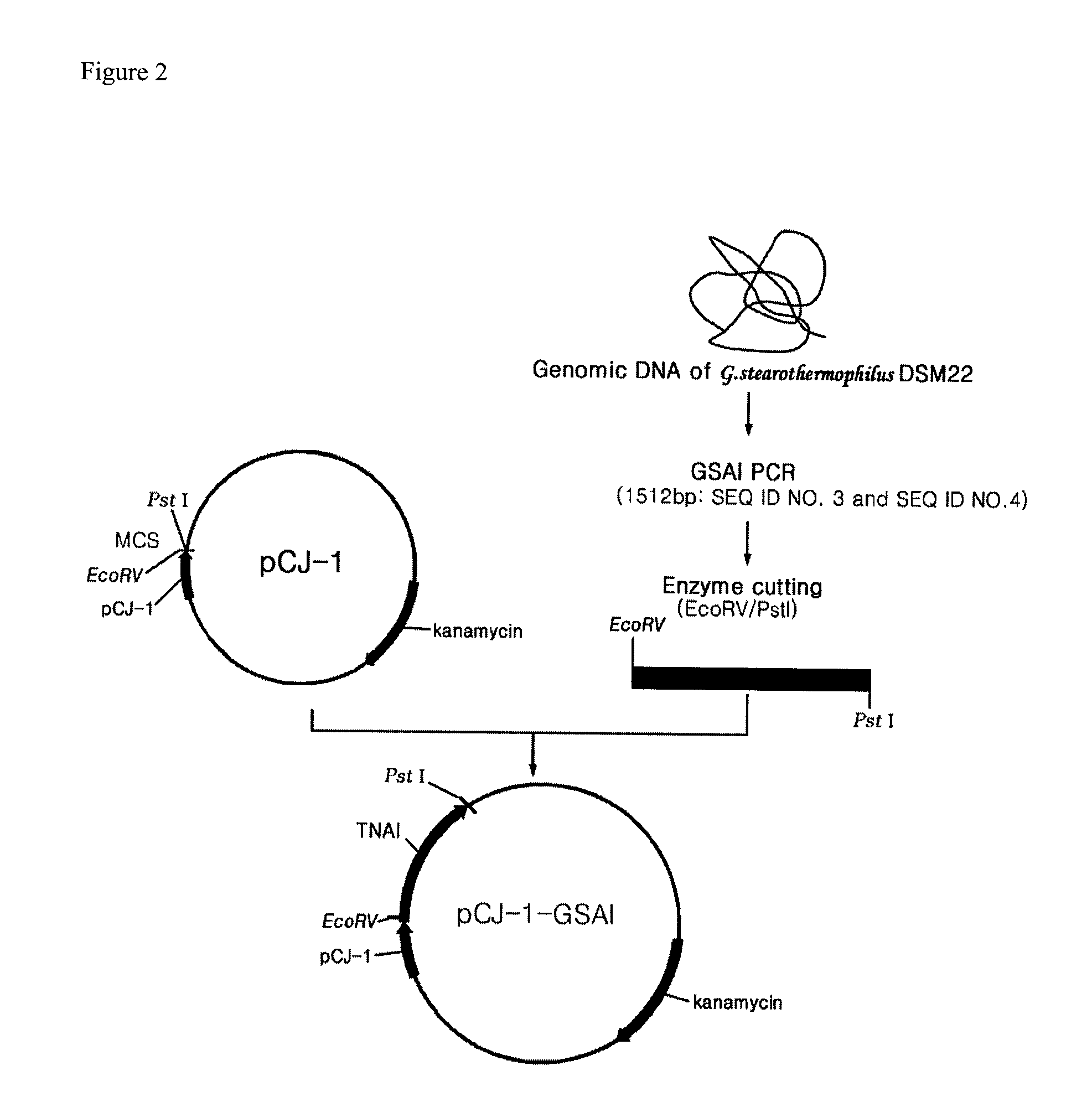 Recombinant GRAS strains expressing thermophilic arabinose isomerase as an active form and method of preparing food grade tagatose by using the same