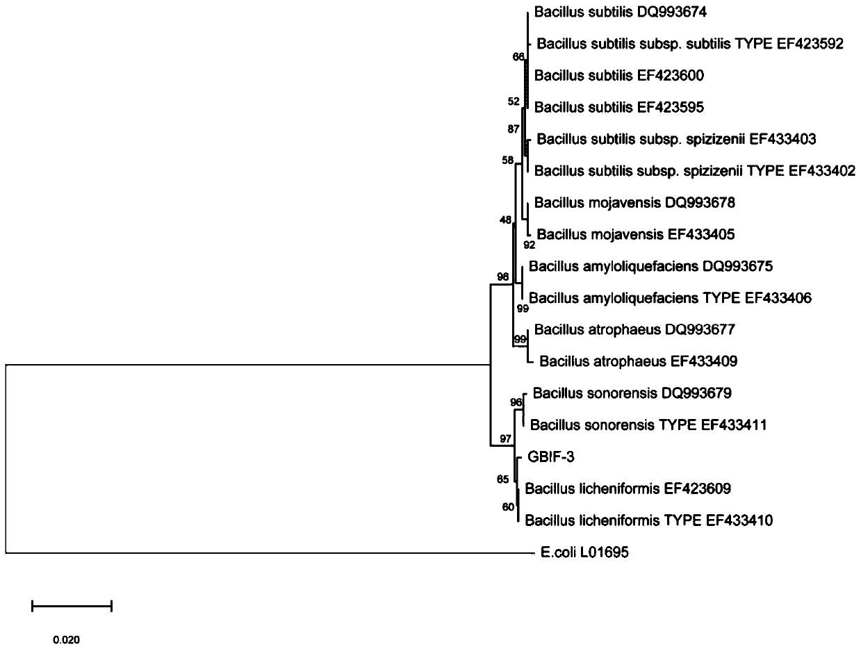 Filter mud high-temperature composting inoculant LC and its application