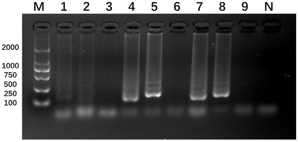 LAMP (loop-mediated isothermal amplification) primer group for identifying common flies of fresh cherries and application of LAMP primer group