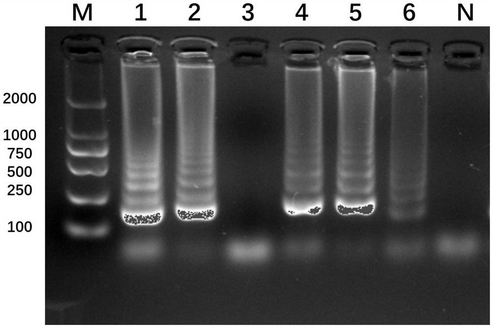 LAMP (loop-mediated isothermal amplification) primer group for identifying common flies of fresh cherries and application of LAMP primer group