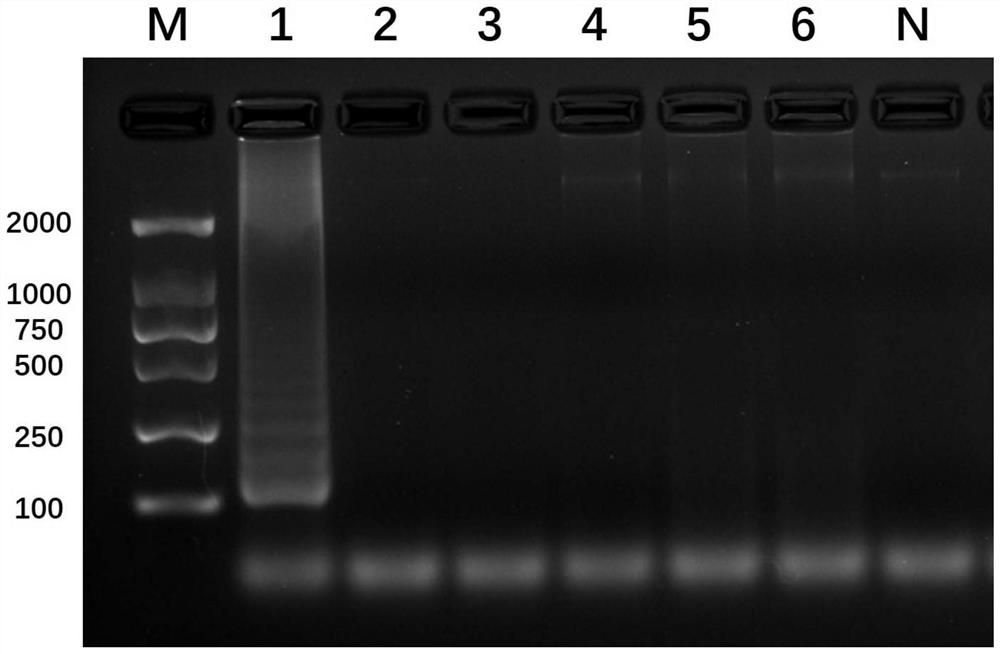 LAMP (loop-mediated isothermal amplification) primer group for identifying common flies of fresh cherries and application of LAMP primer group