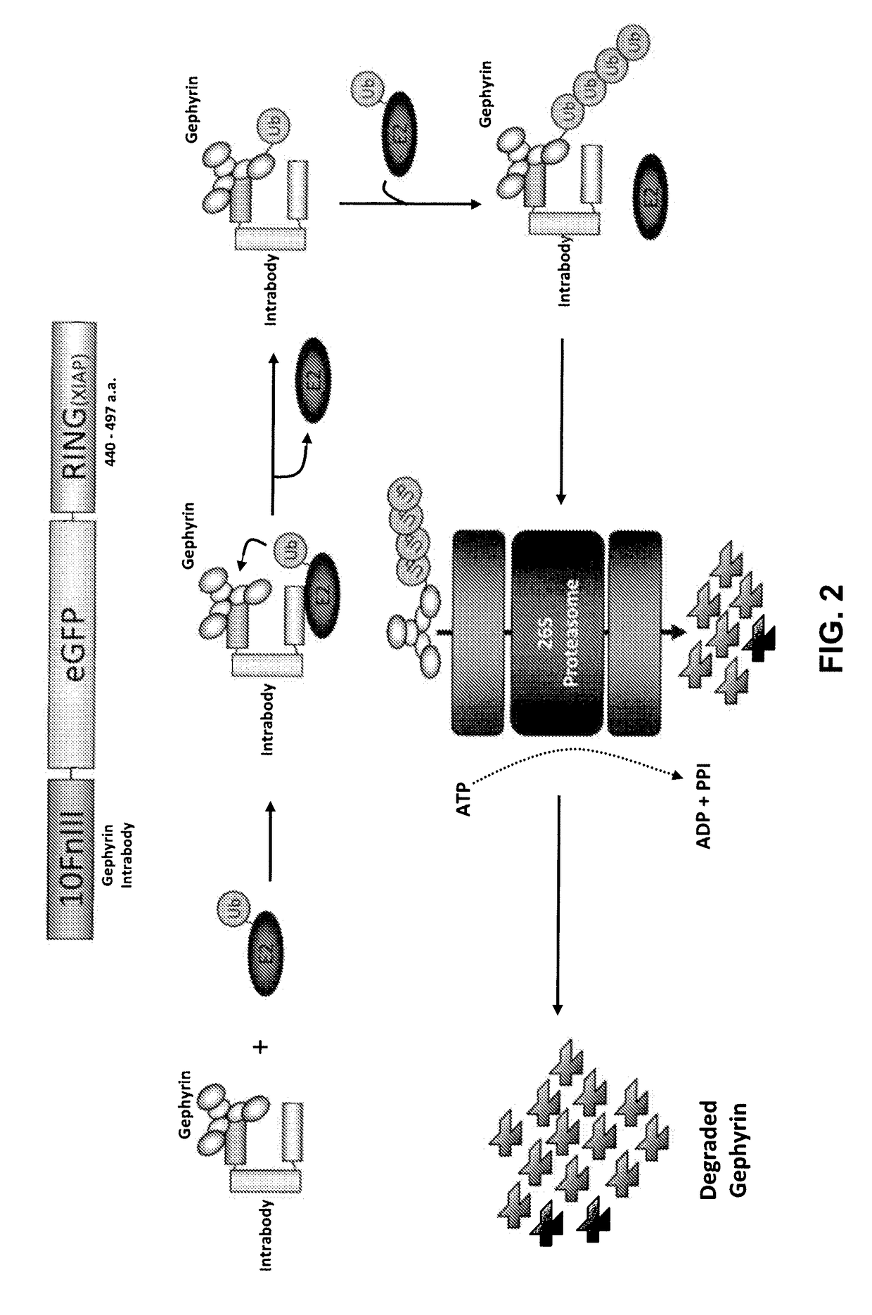 Antibody and antibody mimetic for visualization and ablation of endogenous proteins