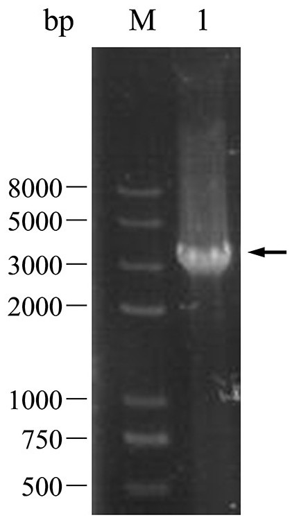 Preparation method of agaricus bisporus heme dioxygenase and application thereof