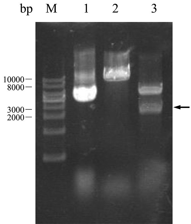 Preparation method of agaricus bisporus heme dioxygenase and application thereof