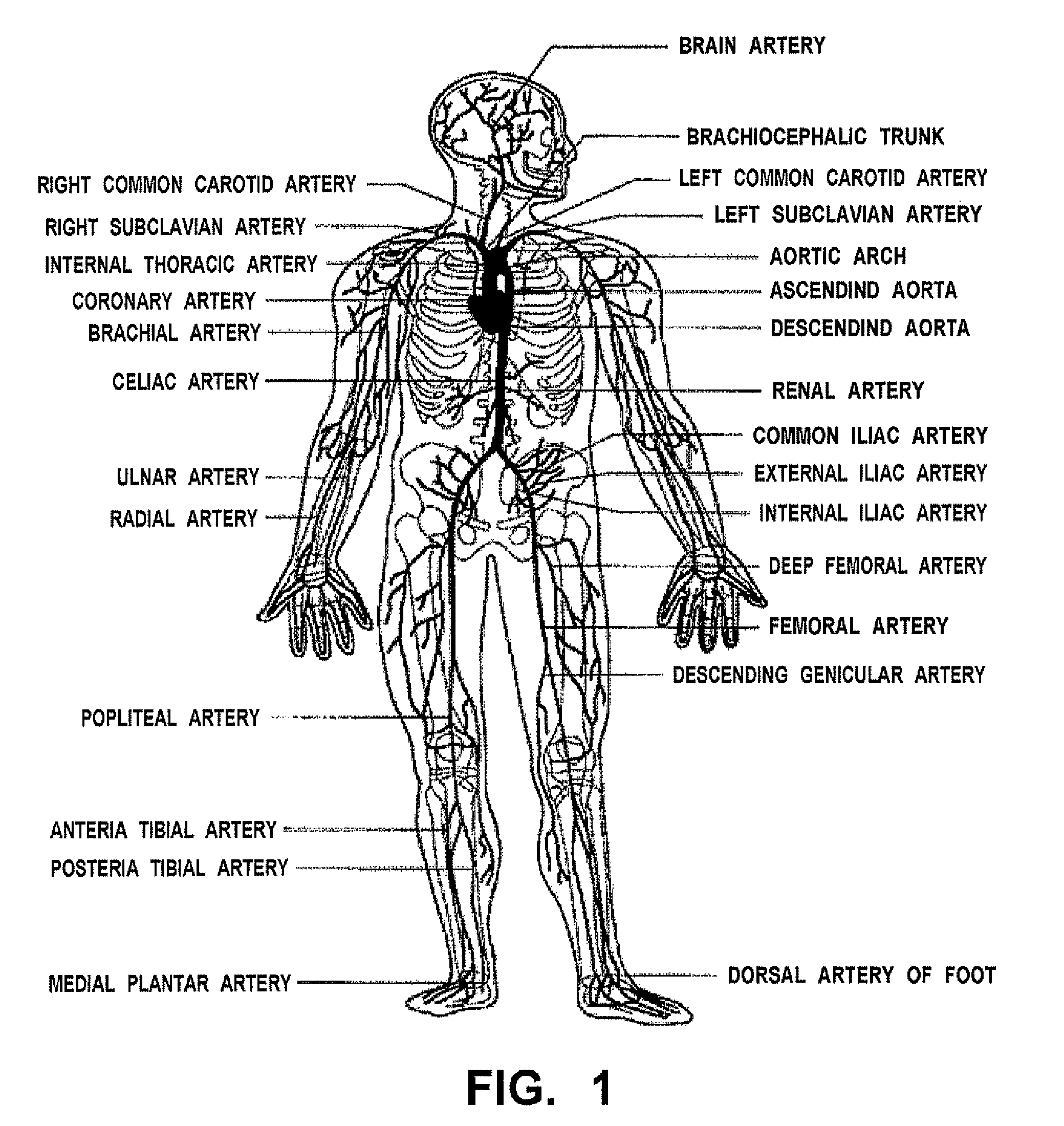 Biological model for training and production method of biological model for training