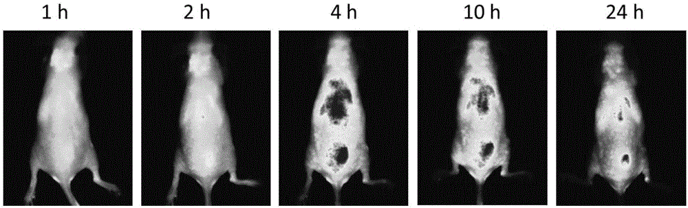 Hypoxia responsive liposome preparation, preparation method and application thereof