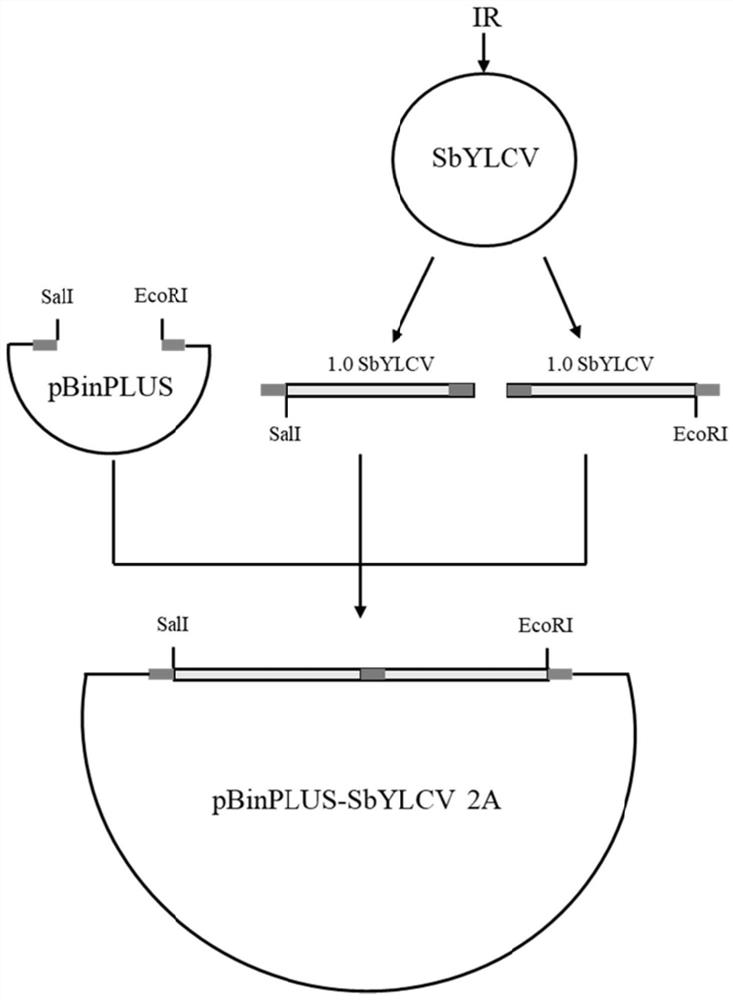 Soybean yellow leaf curl virus infectious cloning vector as well as construction method and application thereof