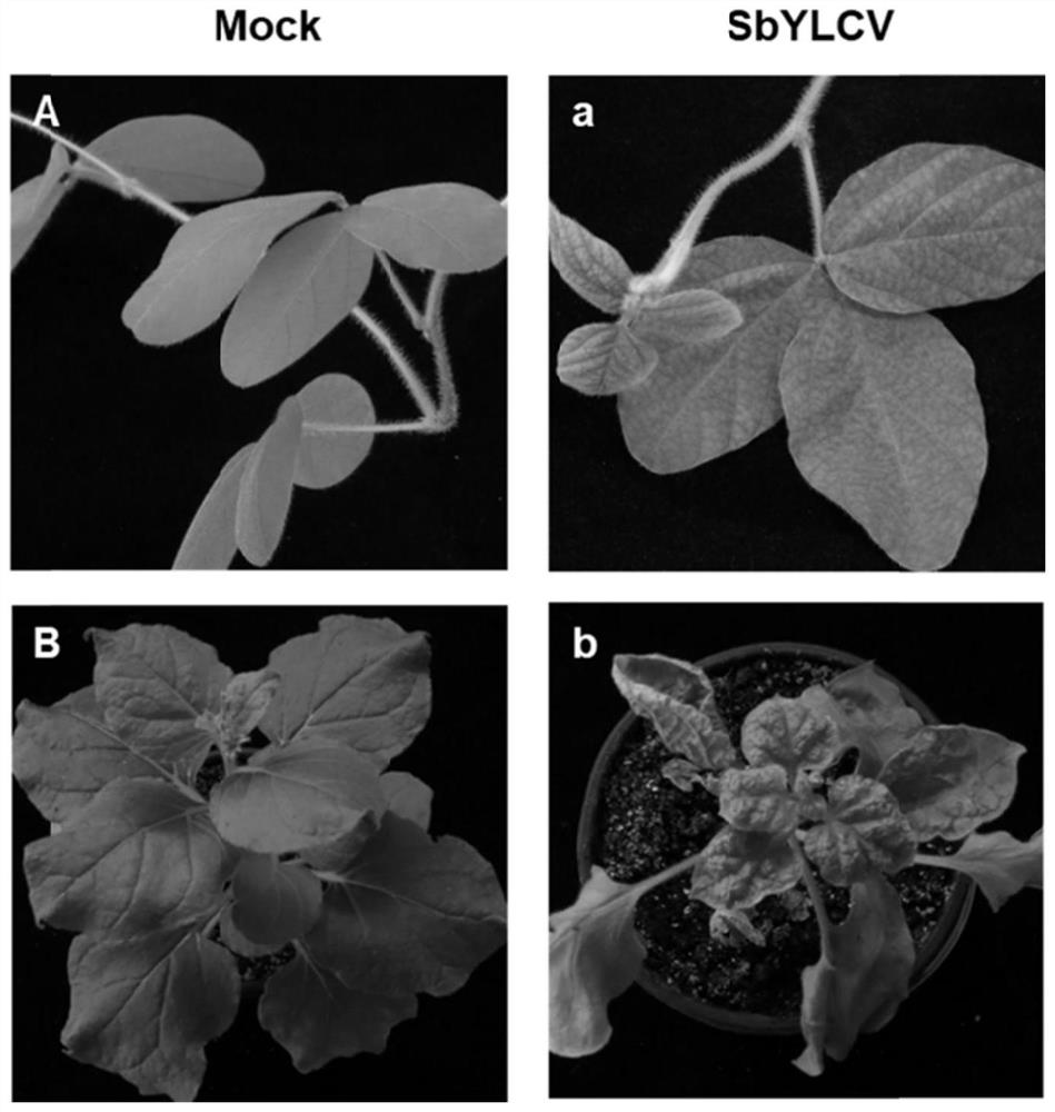 Soybean yellow leaf curl virus infectious cloning vector as well as construction method and application thereof