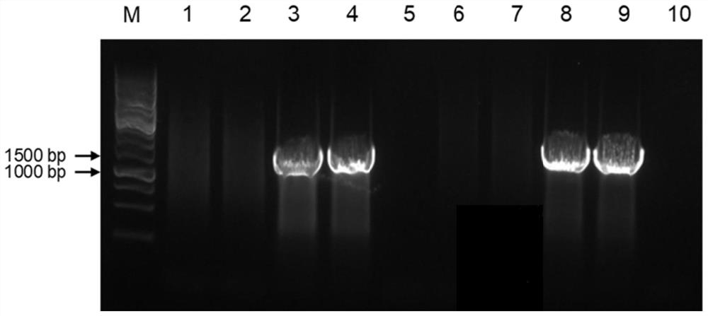 Soybean yellow leaf curl virus infectious cloning vector as well as construction method and application thereof