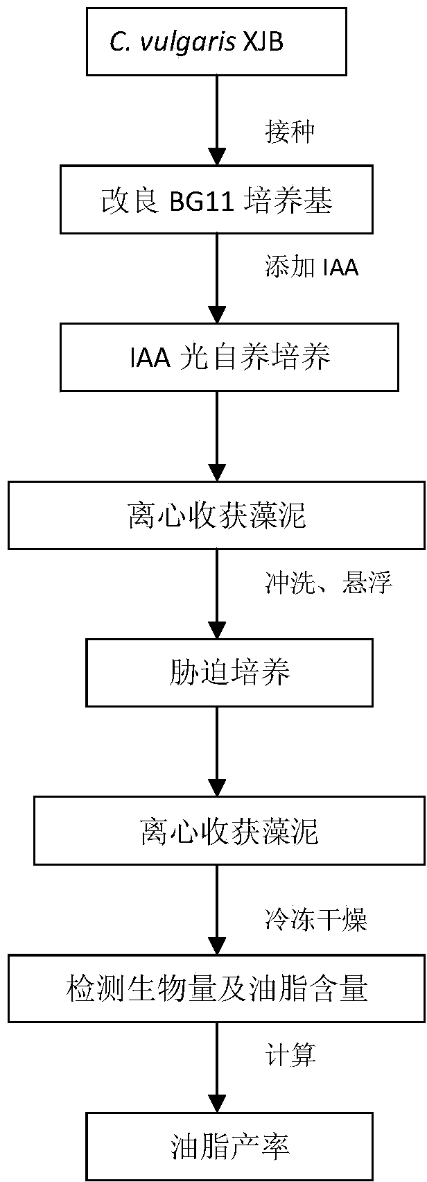 Method for improving oil yield of microalgae