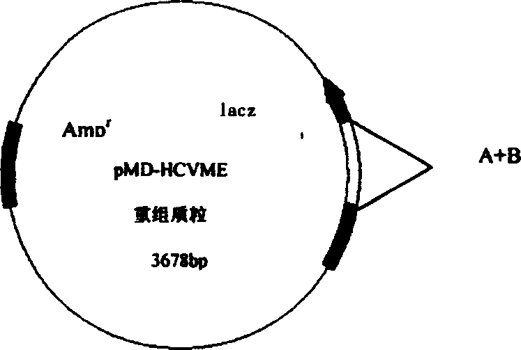 Gene cloning of polyepitope antigen of hepatitis C virus and its coding sequence