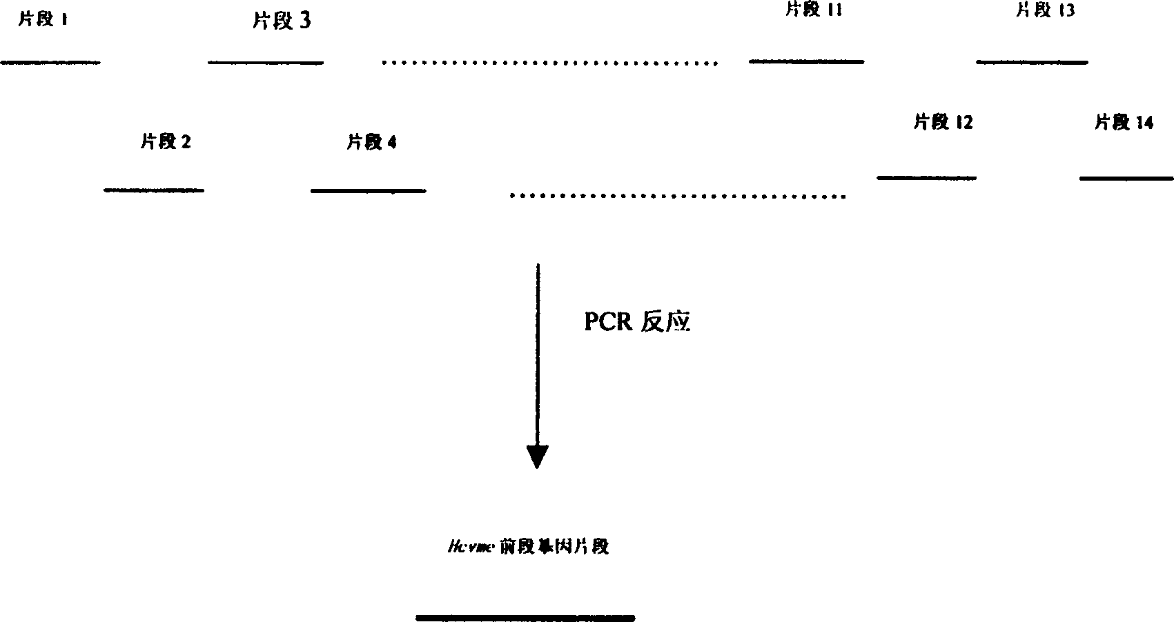 Gene cloning of polyepitope antigen of hepatitis C virus and its coding sequence