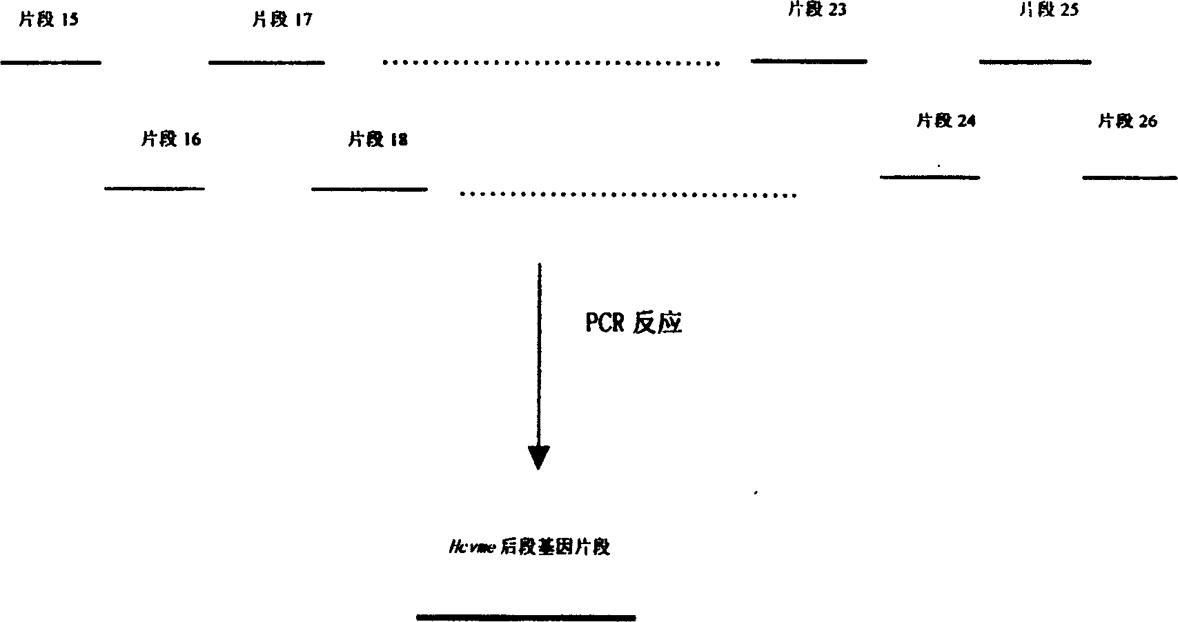 Gene cloning of polyepitope antigen of hepatitis C virus and its coding sequence