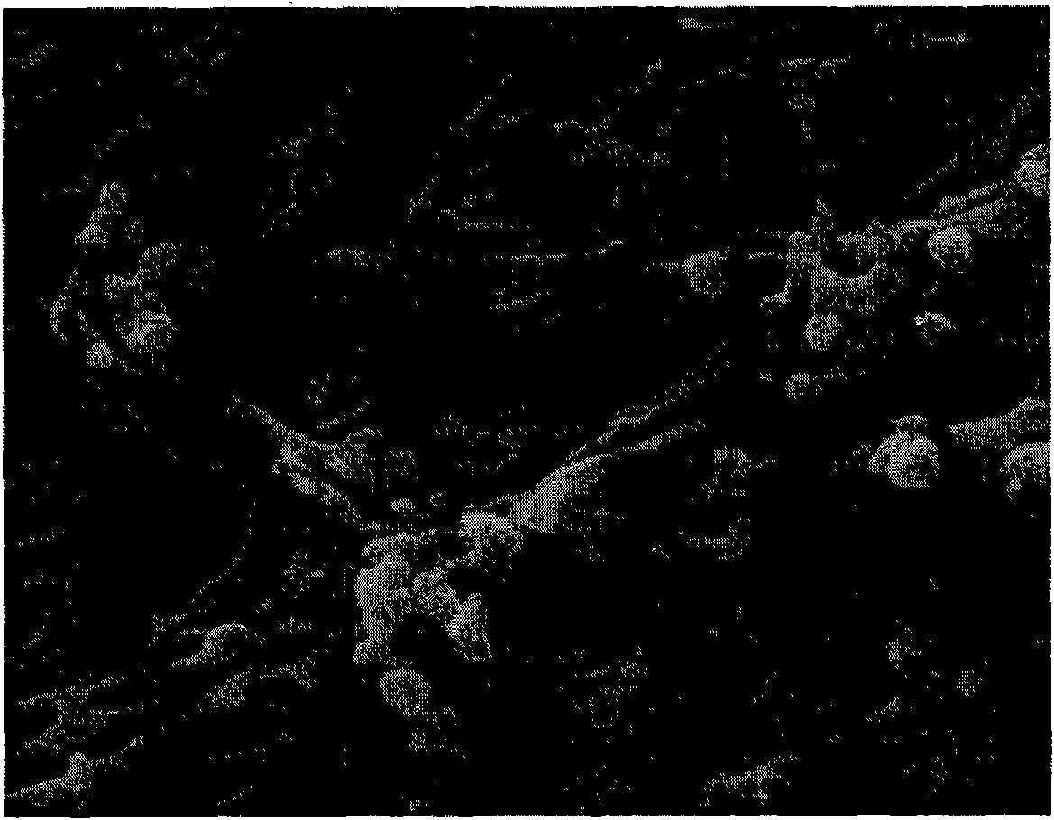 Stretched polyimide porous membrane, preparation method and lithium ion battery thereof