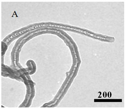 Preparation and application of biosensor based on N-graphene nanobelt-gold platinum nanocluster