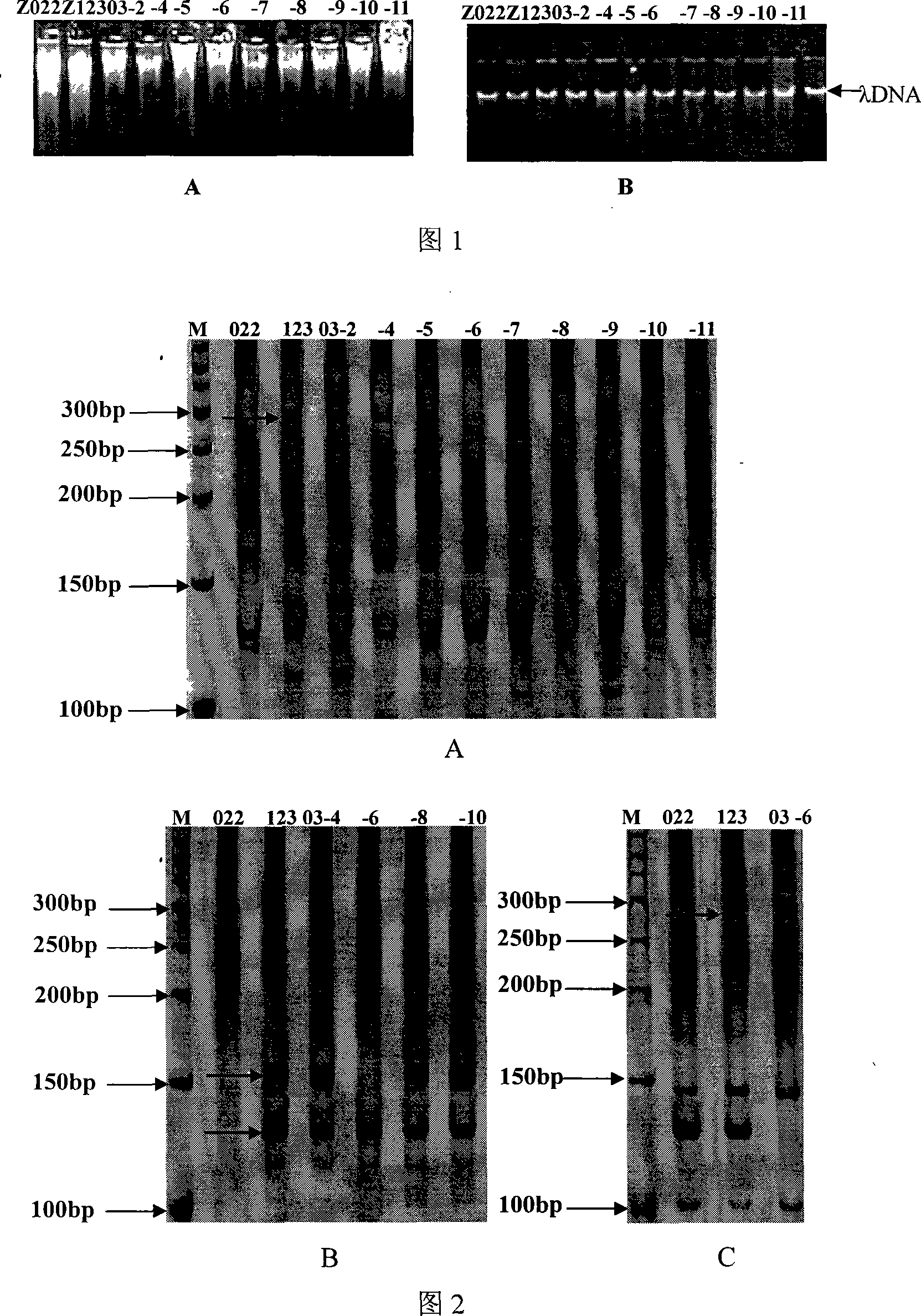 Molecule identification method for Qingdao zoysia japonica and zoysia matrella filial generation authenticity