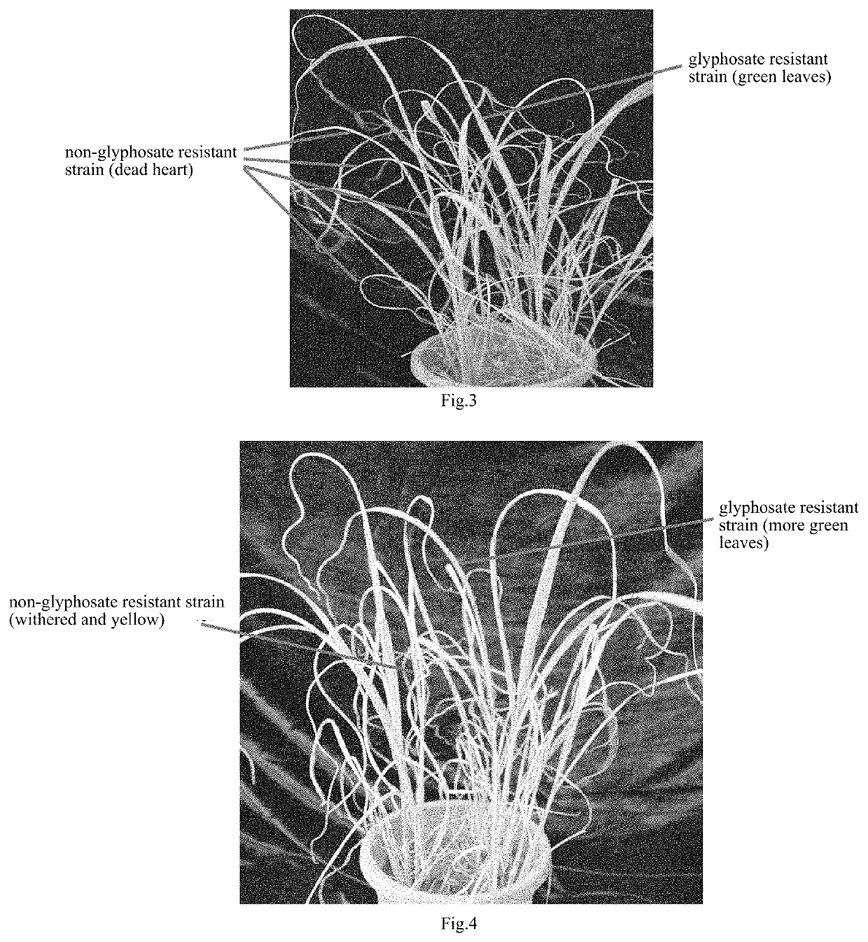 Method for conducting high-throughput and directed mutagenesis for sugarcane resistance to glyphosate by plasma