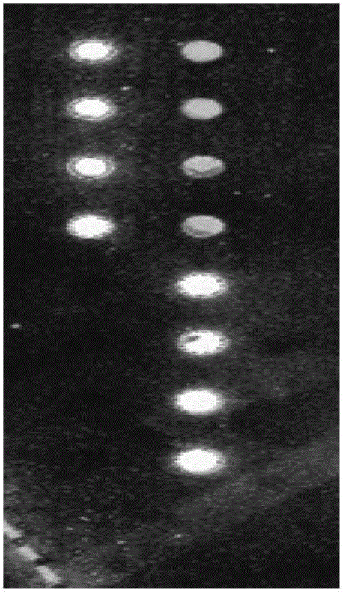 Gene chip for non-invasive prenatal diagnosis of high-risk hereditary hearing loss and preparation method