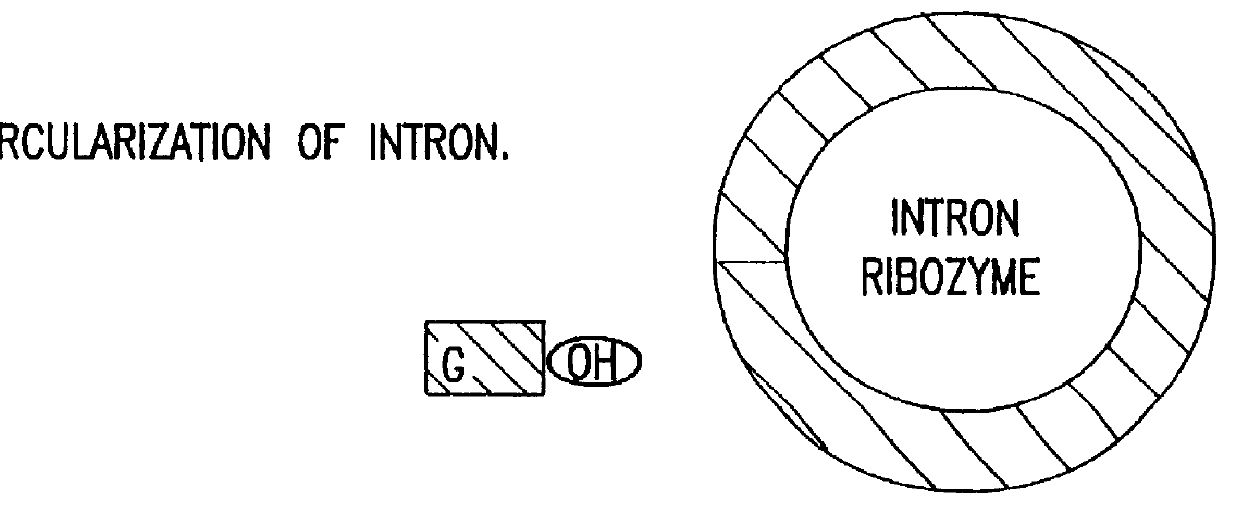 Trans-splicing ribozymes