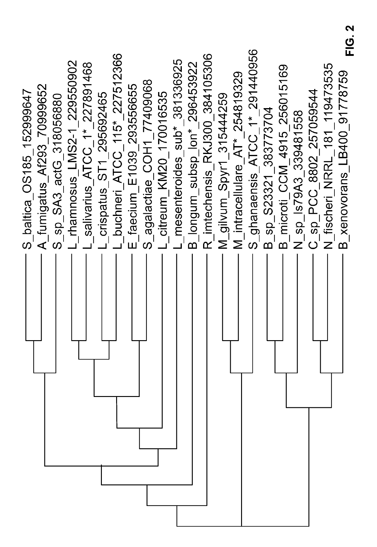 Phosphoketolases for improved production of acetyl coenzyme A-derived metabolites, isoprene, isoprenoid precursors, and isoprenoids