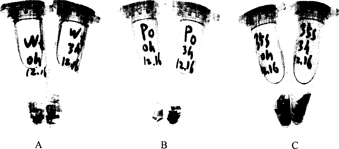 Inducible promoter separated from leaf mustard