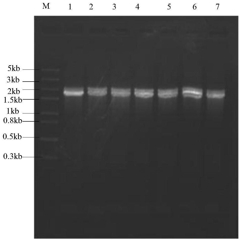 A kind of β-mannosidase and its application