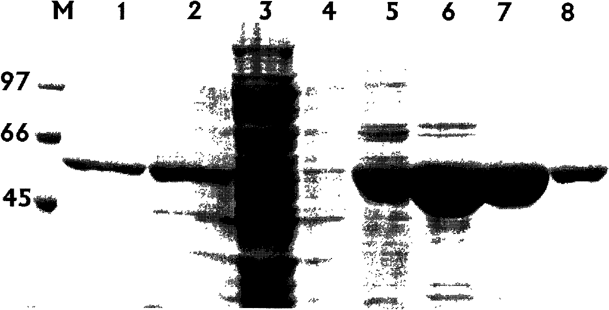 Alkaline pectinase poly lactic acid (PLA) and gene and application thereof