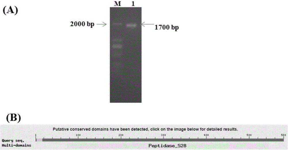 Gene engineering bacterium for efficiently expressing Aspergillus oryzae prolyl endopeptidase and application thereof