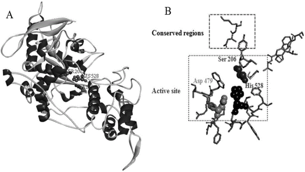 Gene engineering bacterium for efficiently expressing Aspergillus oryzae prolyl endopeptidase and application thereof