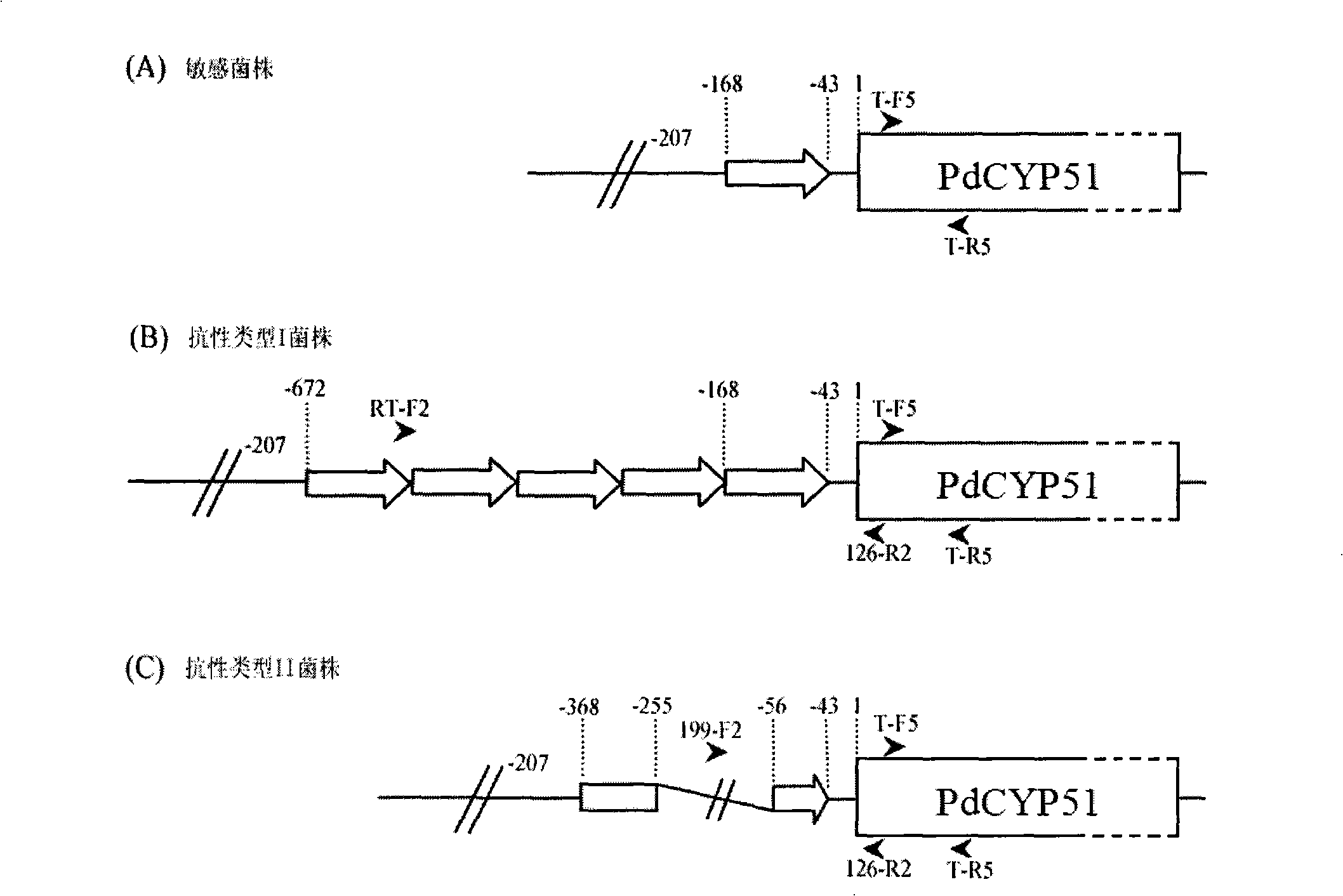 Primer sequence for testing imazalil fastness frequency of fingerlike penicillium notatum and testing method