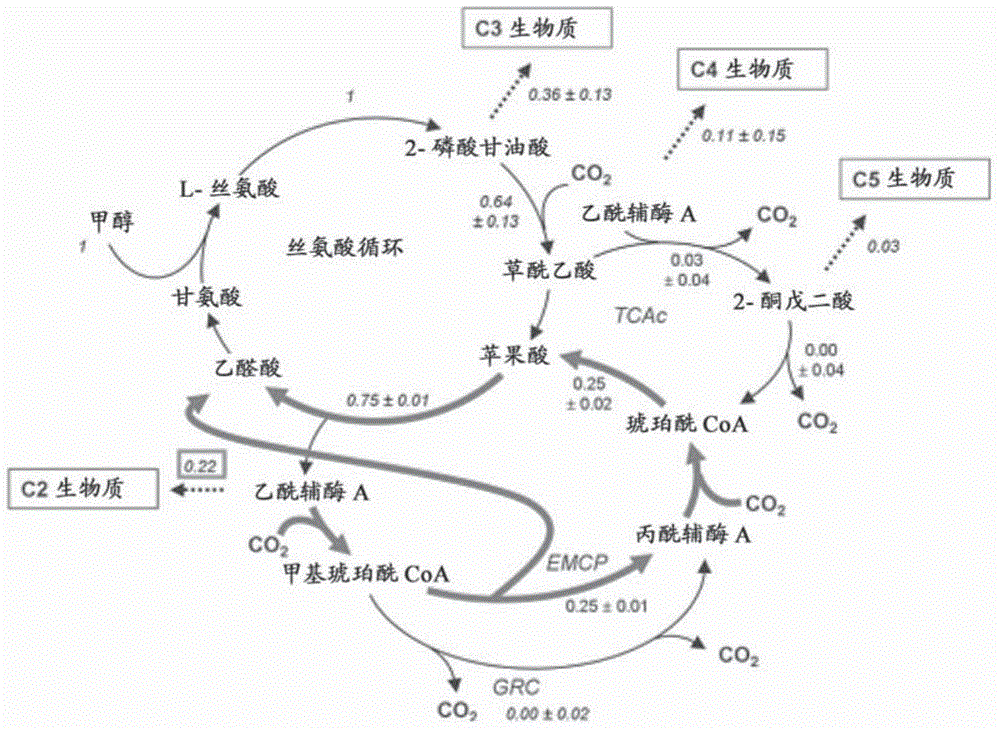 Isoprene producing bacterial and isoprene producing method