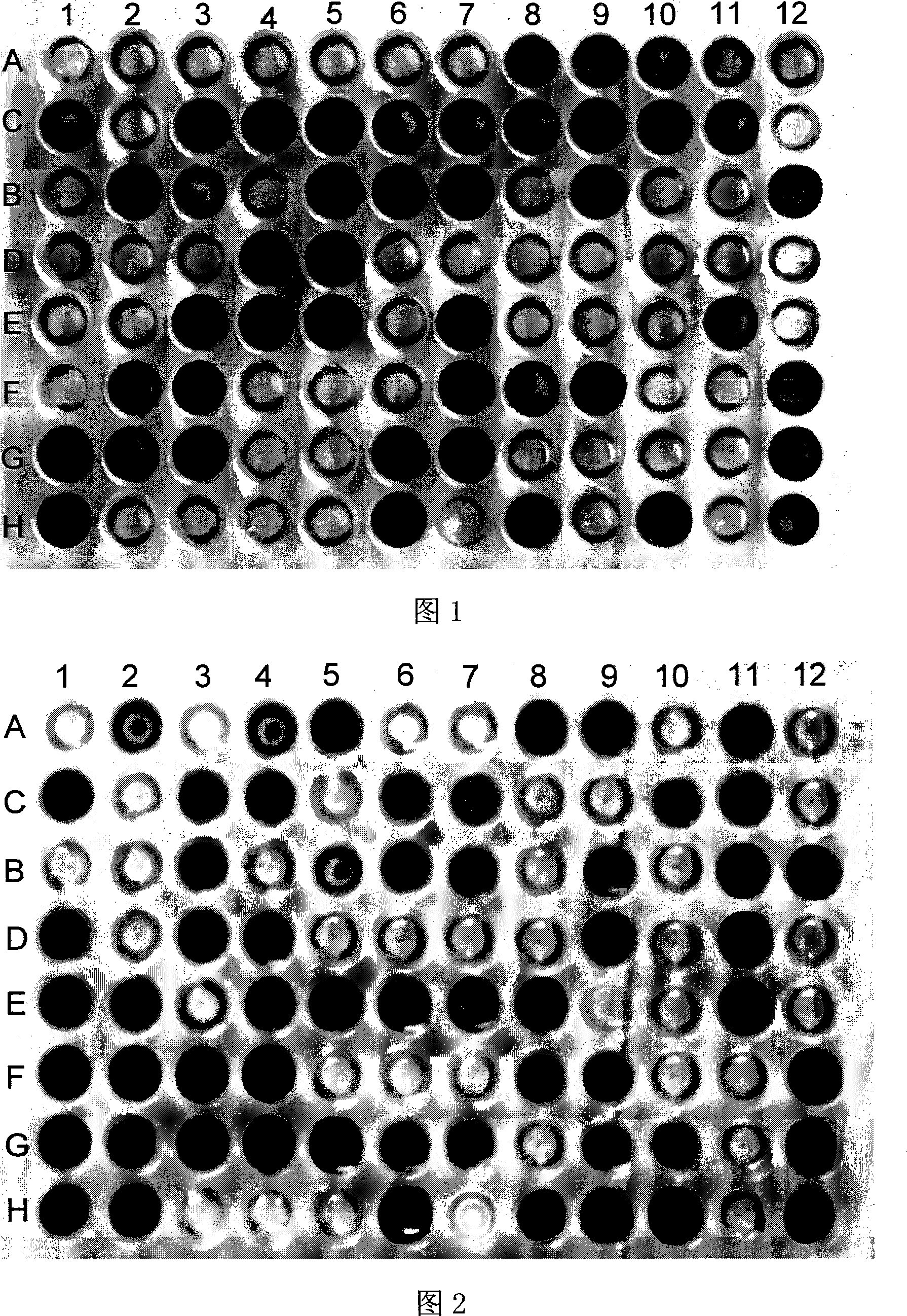 Bacterium identification reagent kit as well as preparation method and uses thereof