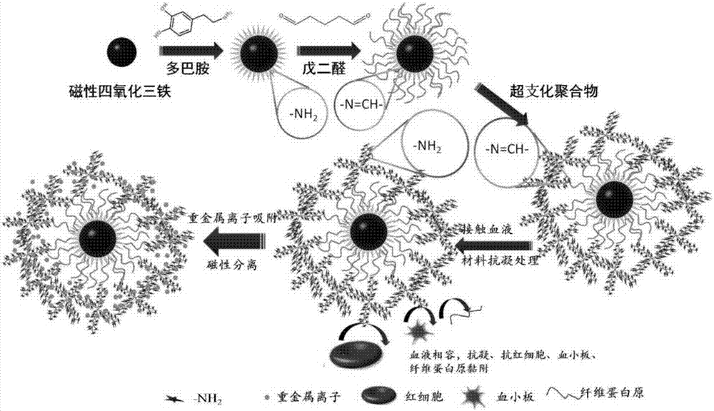 Magnetic hyperbranched polymer or magnetic hyperbranched polymer derivative blood heavy metal ion adsorbent and preparation method and application thereof