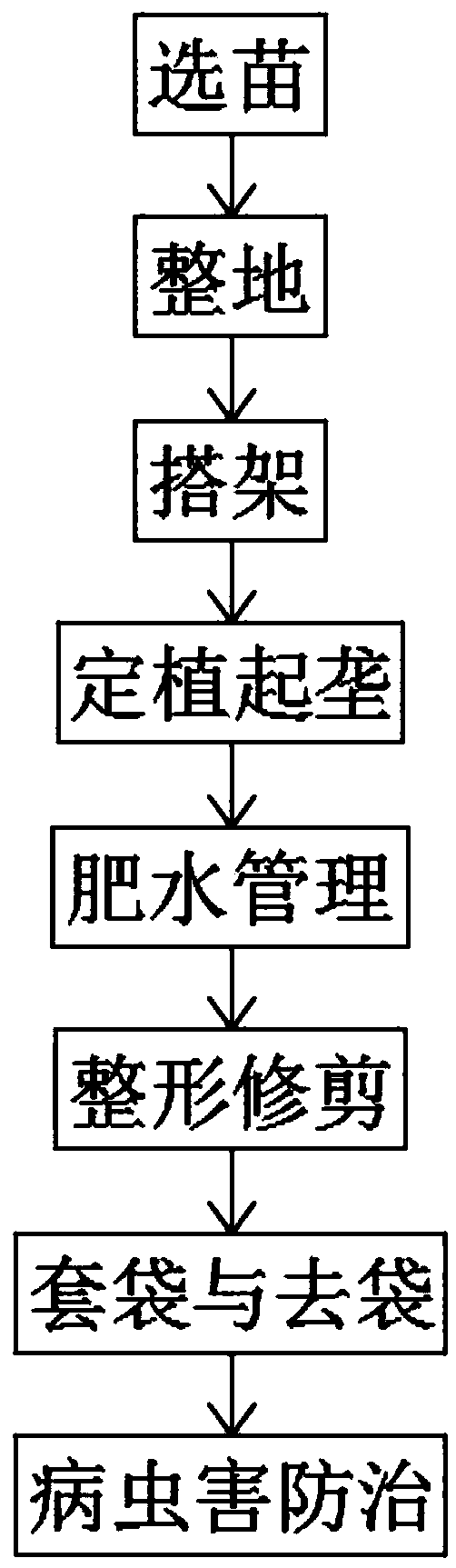 Grape planting method