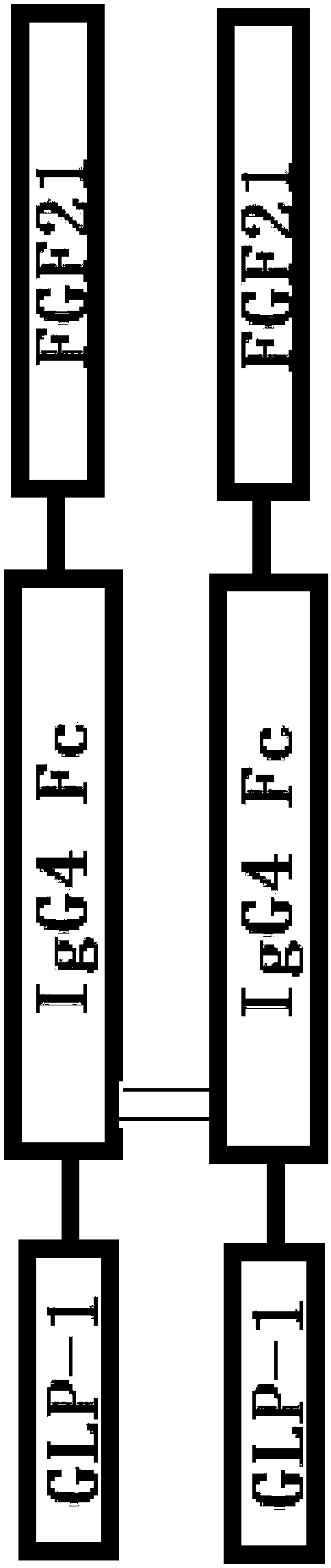 Double-target fusion protein containing immune globulin Fc portion