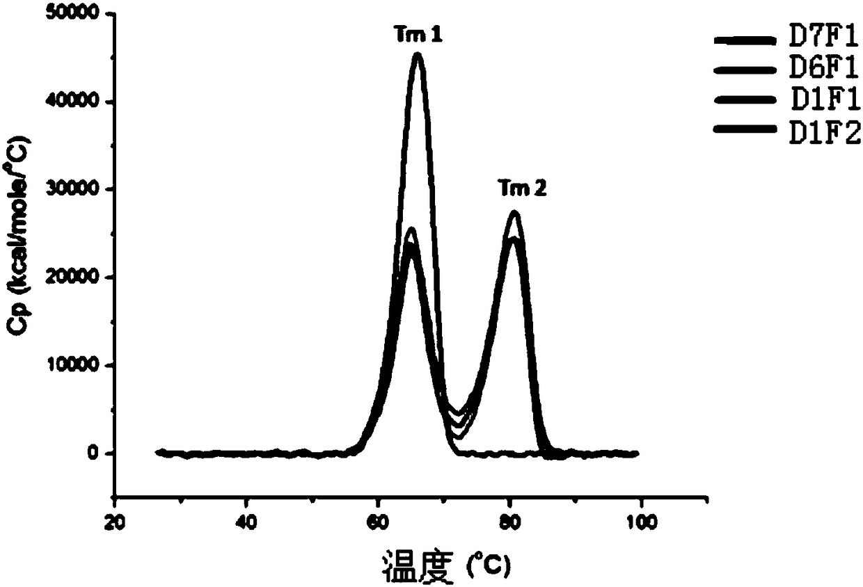 Double-target fusion protein containing immune globulin Fc portion